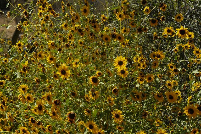 Helianthus bolanderi