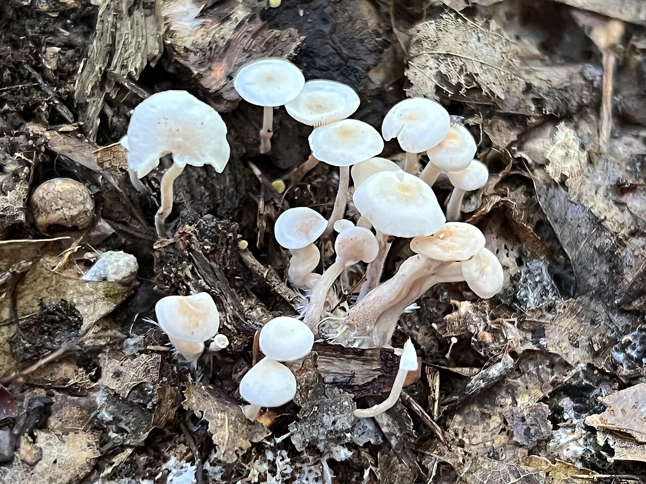 Collybia cookei