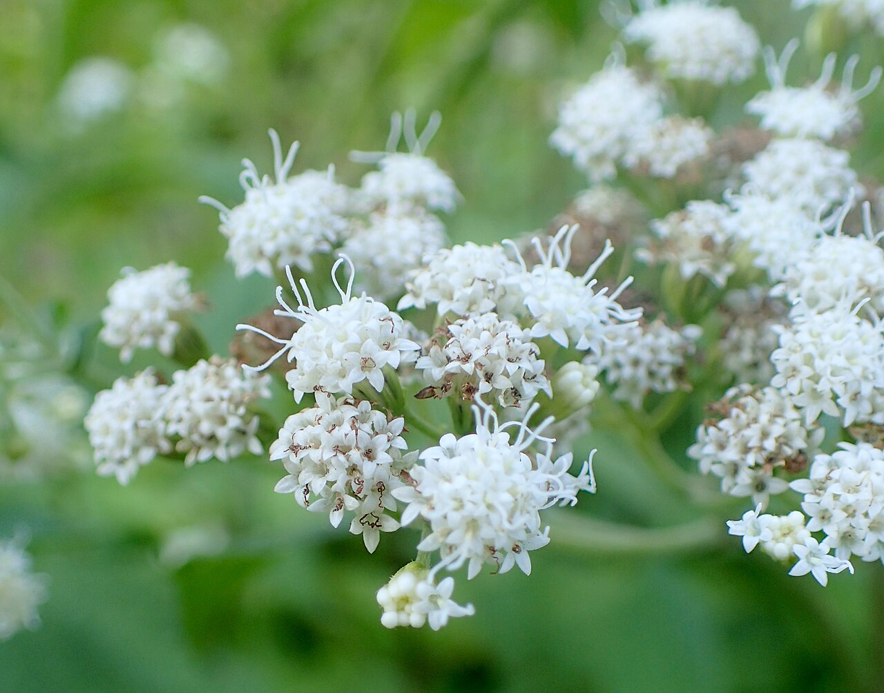 Ageratina havanensis