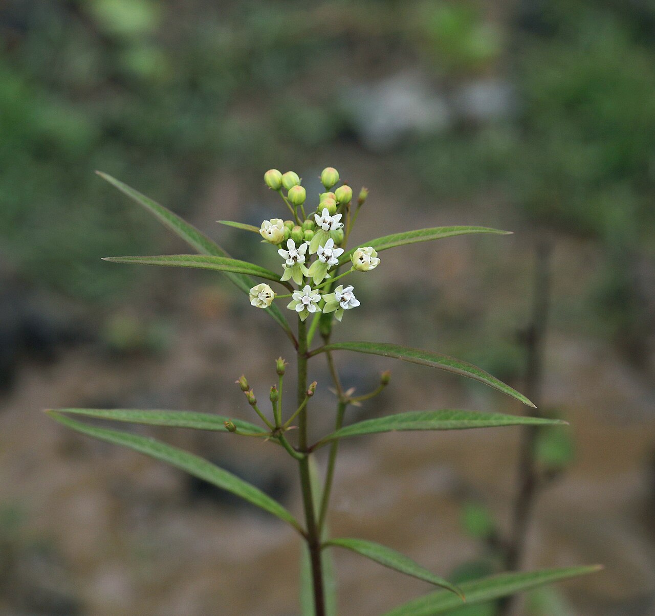 Asclepias nivea