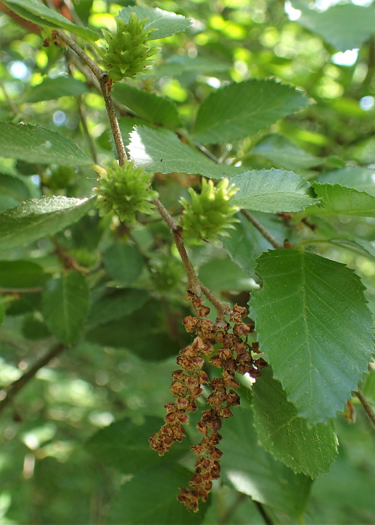 Dwarf small-leaf birch