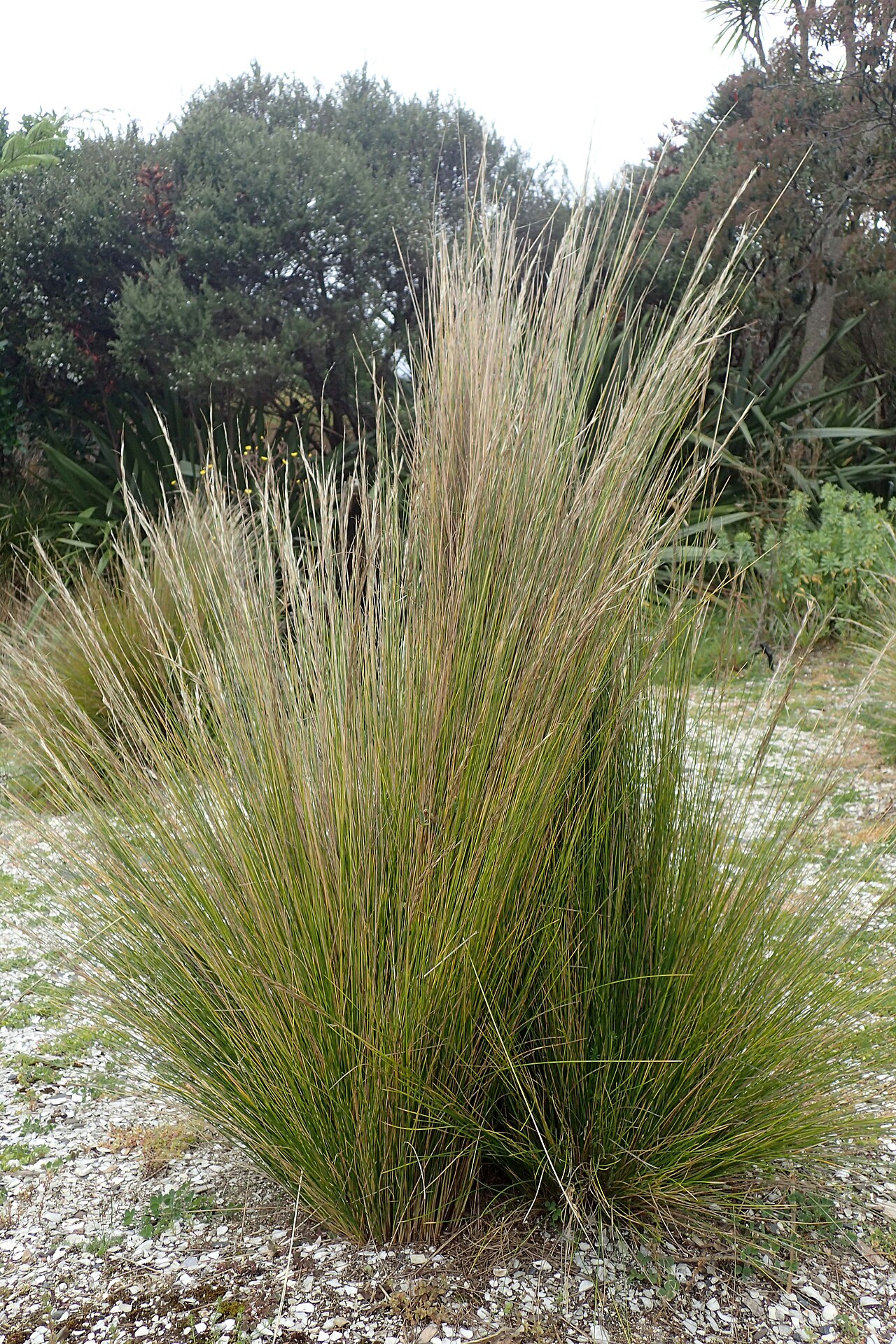 Austrostipa stipoides