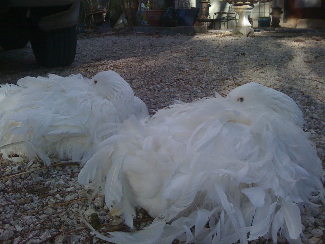 Sebastopol Goose