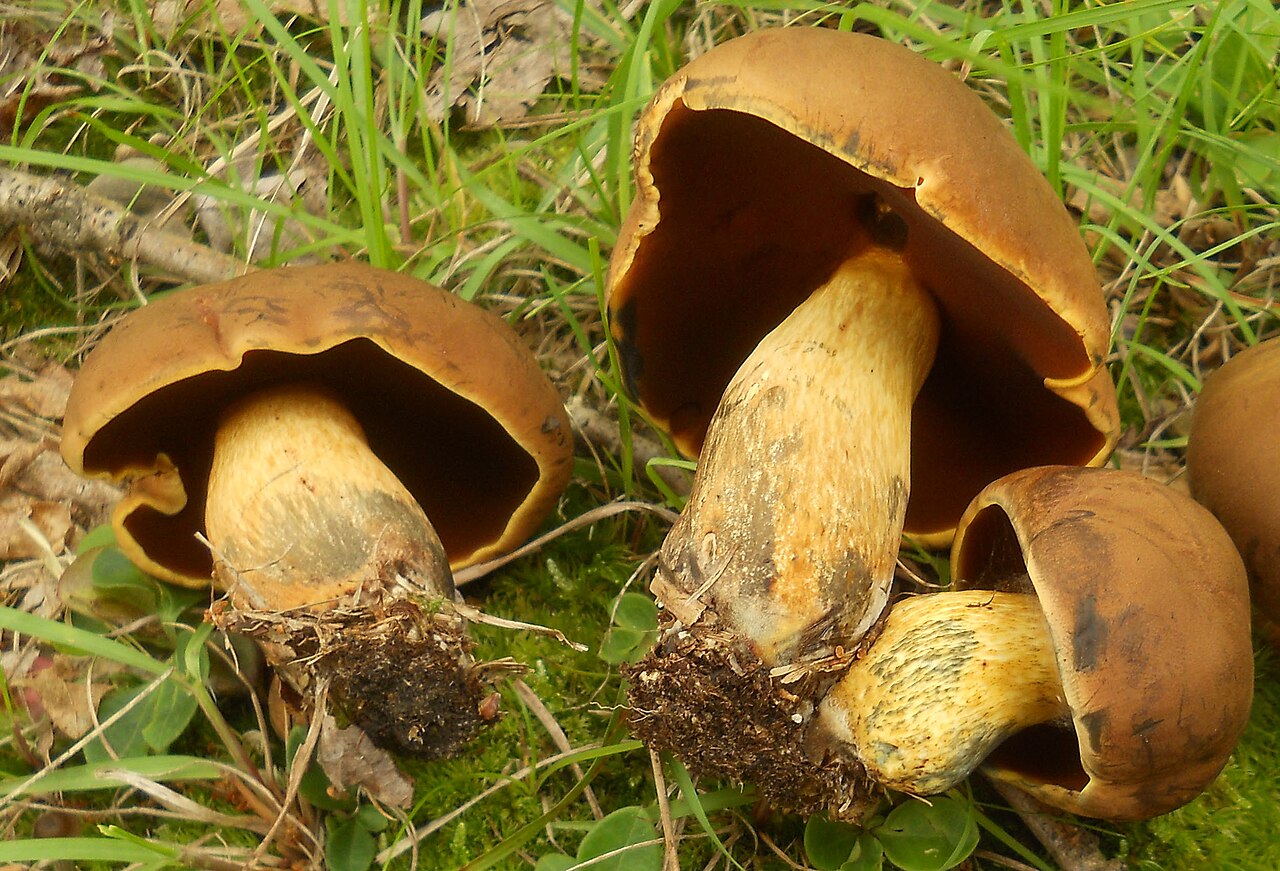 Boletus vermiculosus