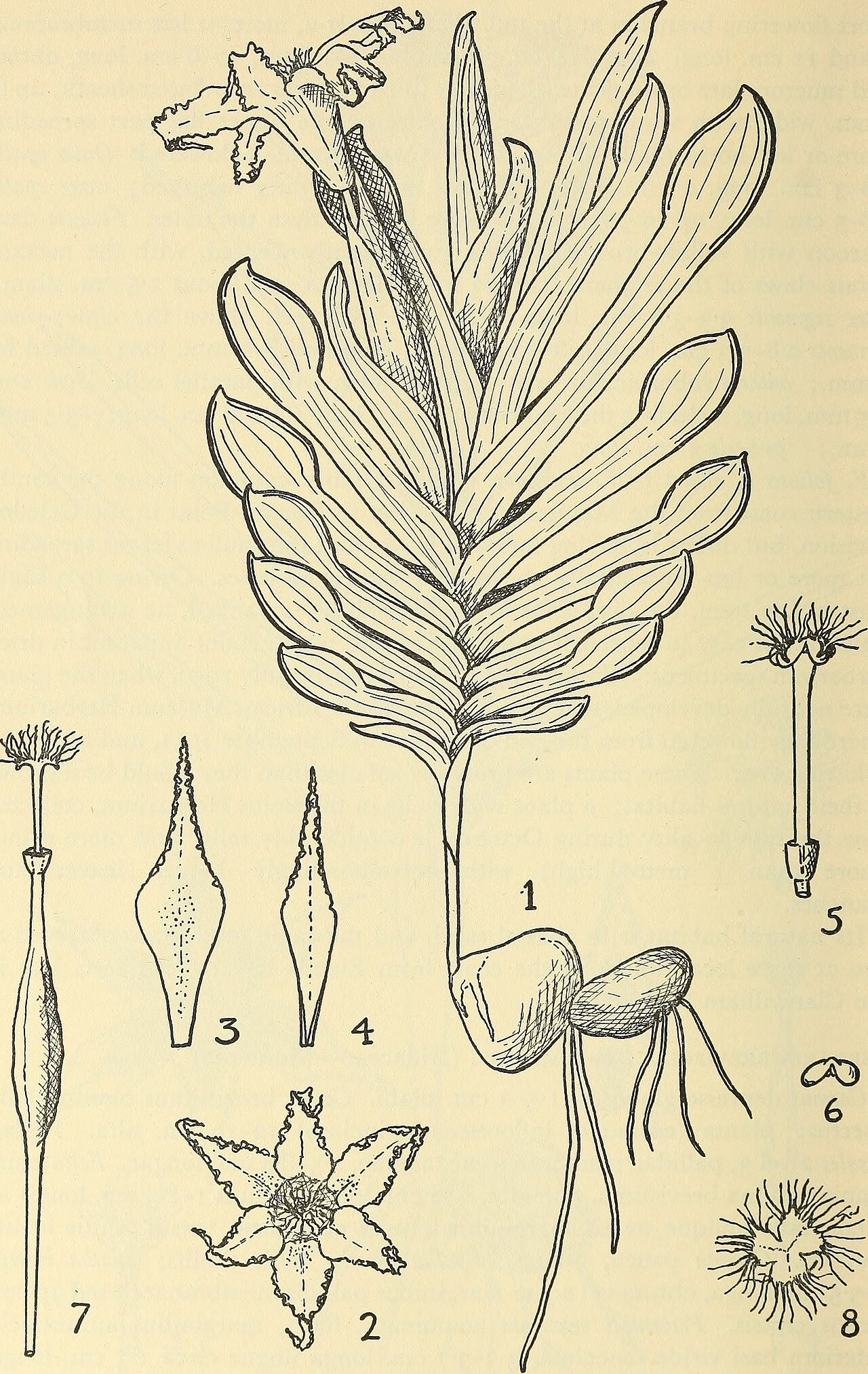 Ferraria brevifolia