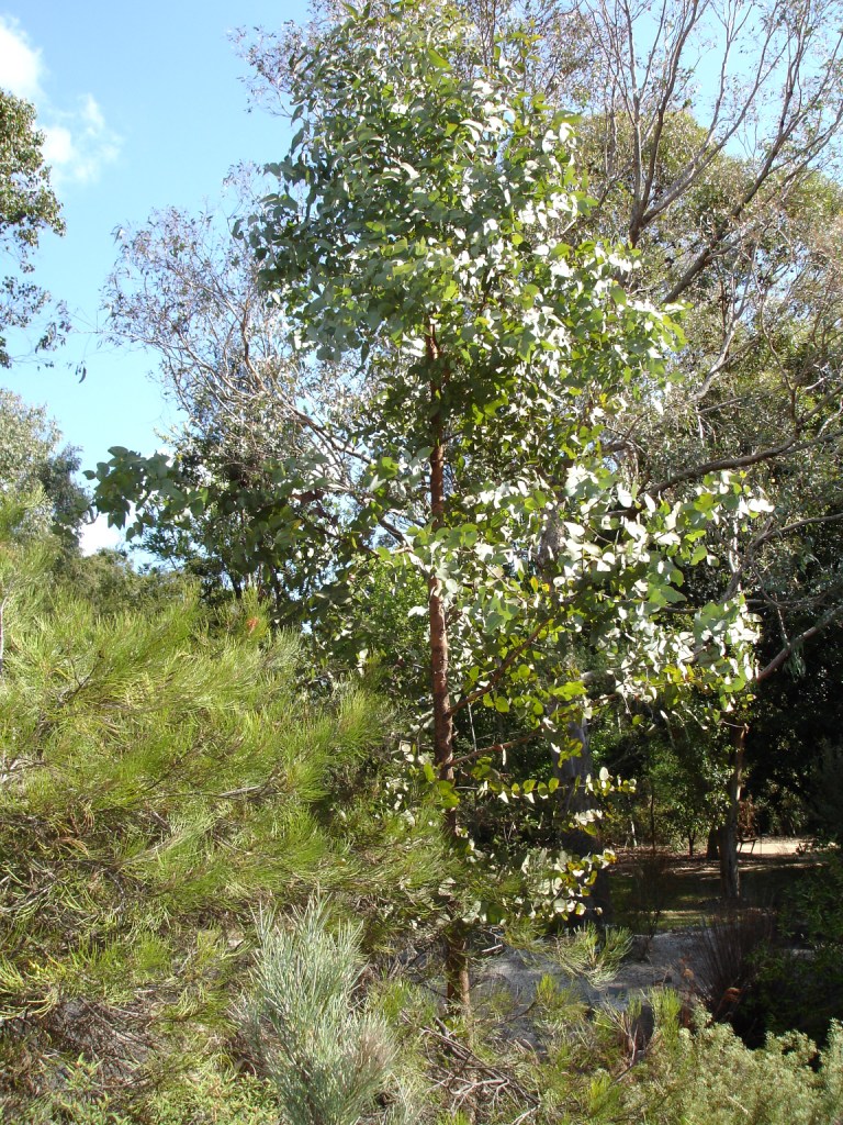 White mallee