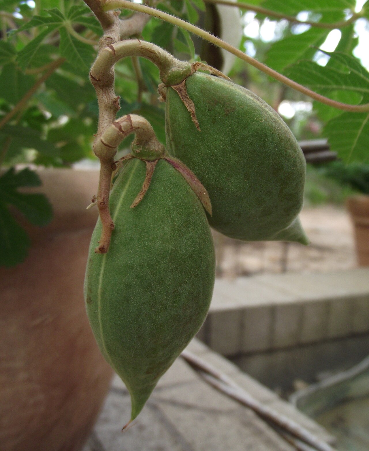 Cochlospermum gonzalezii