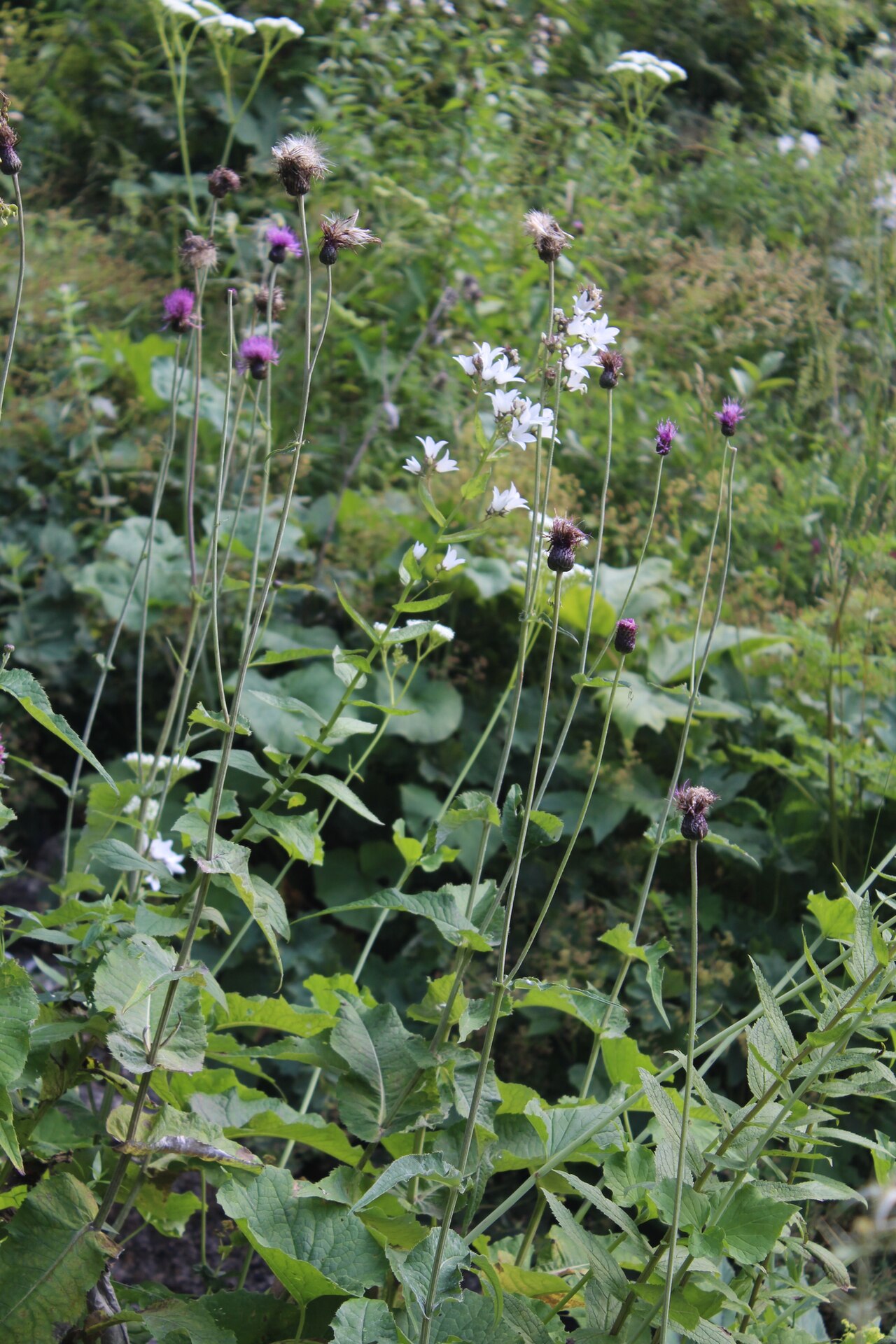 Cirsium dealbatum