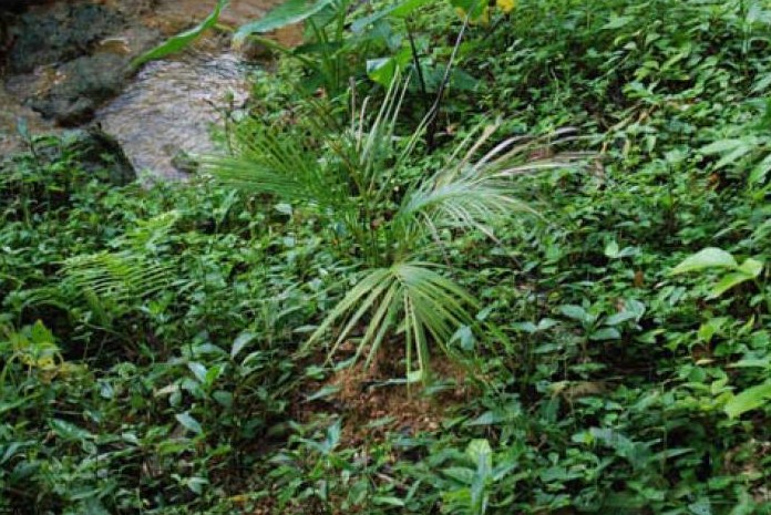 Calyptronoma rivalis
