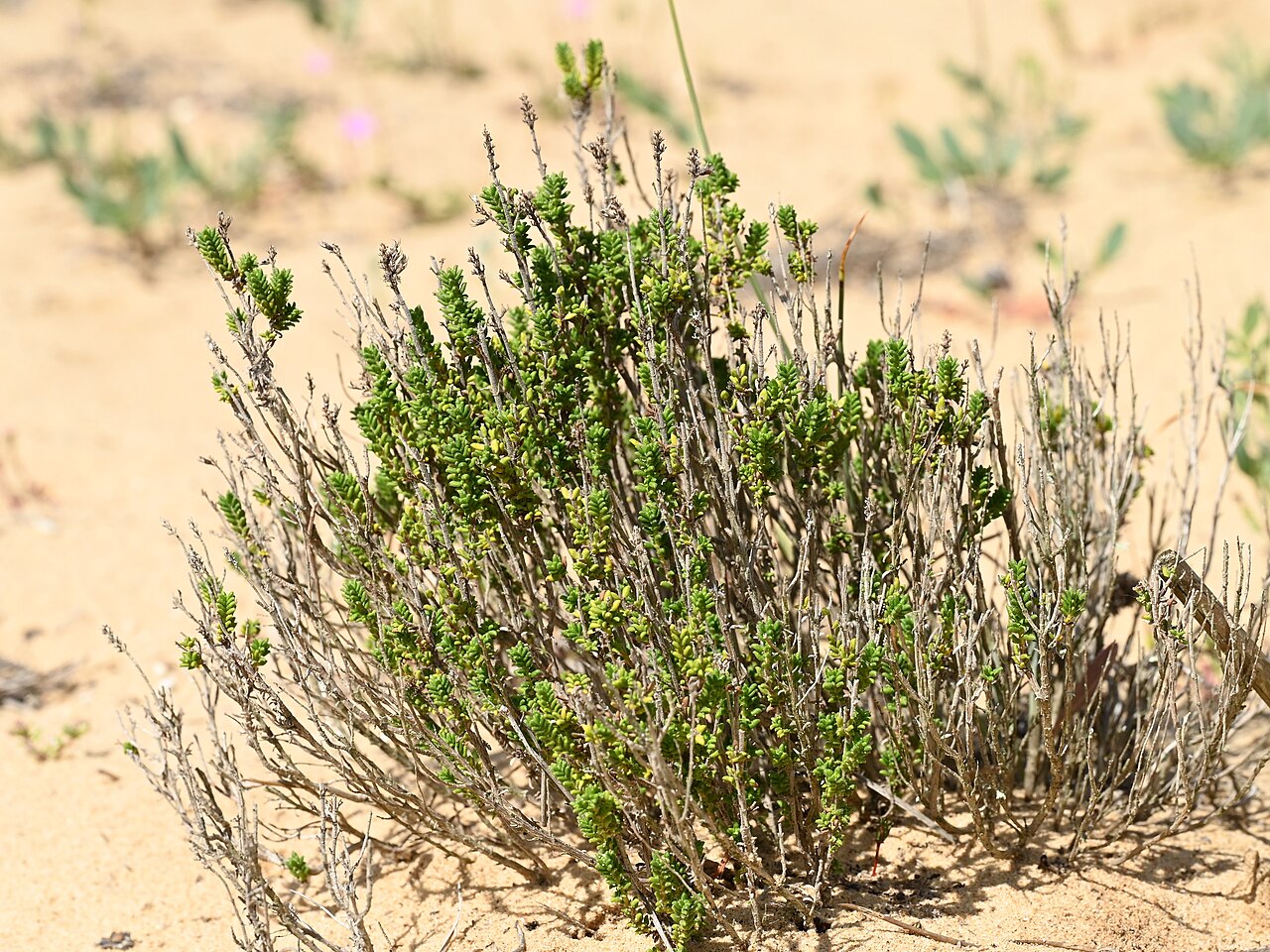 Thymus carnosus