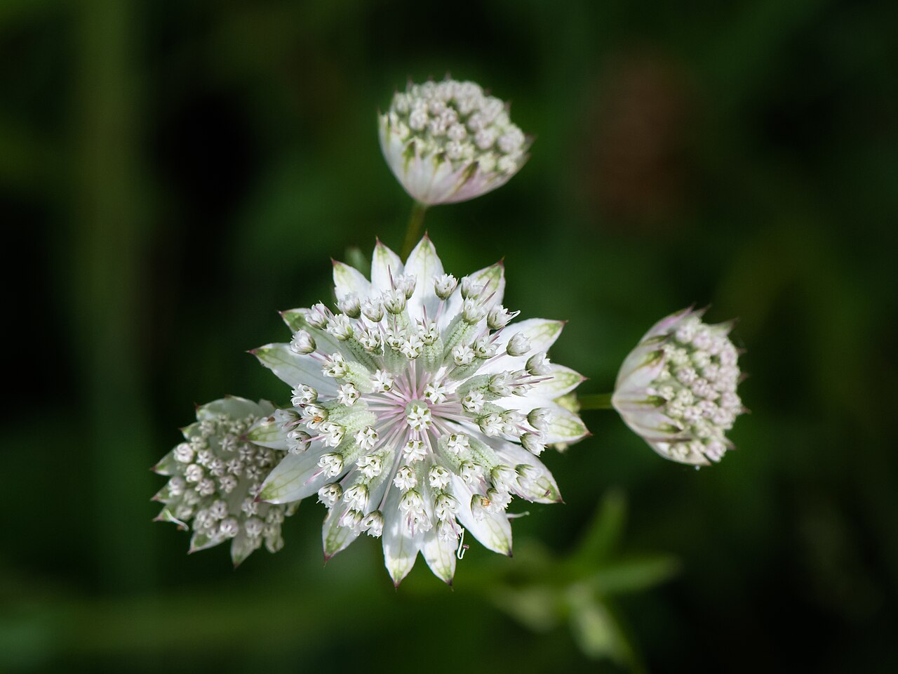 Astrantia major