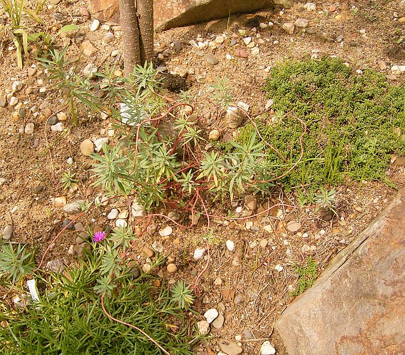 Euphorbia ceratocarpa