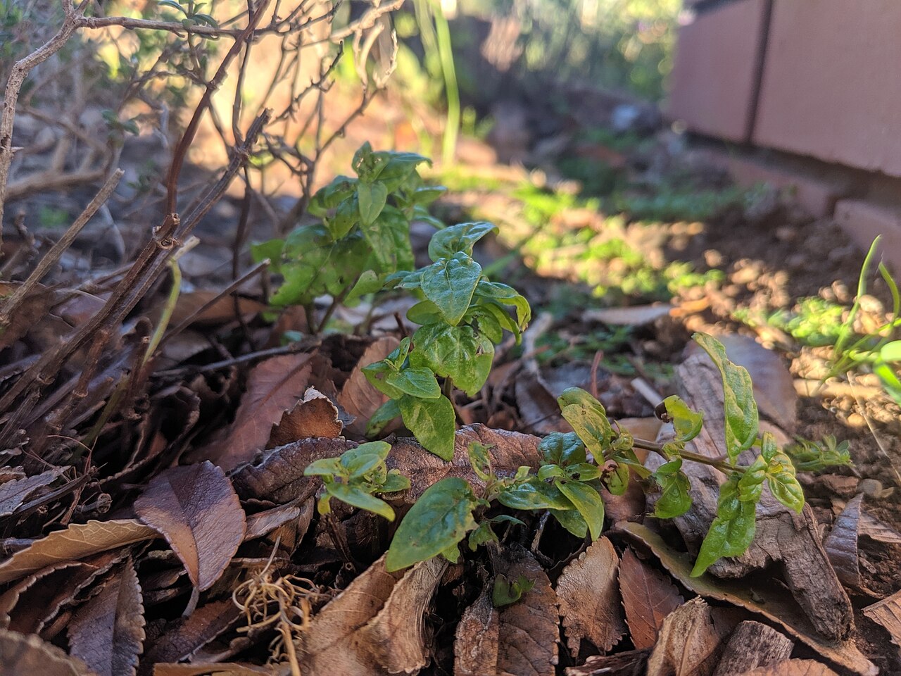 Mentha australis