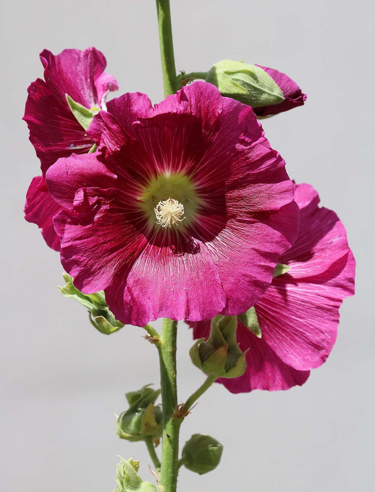Alcea rosea
