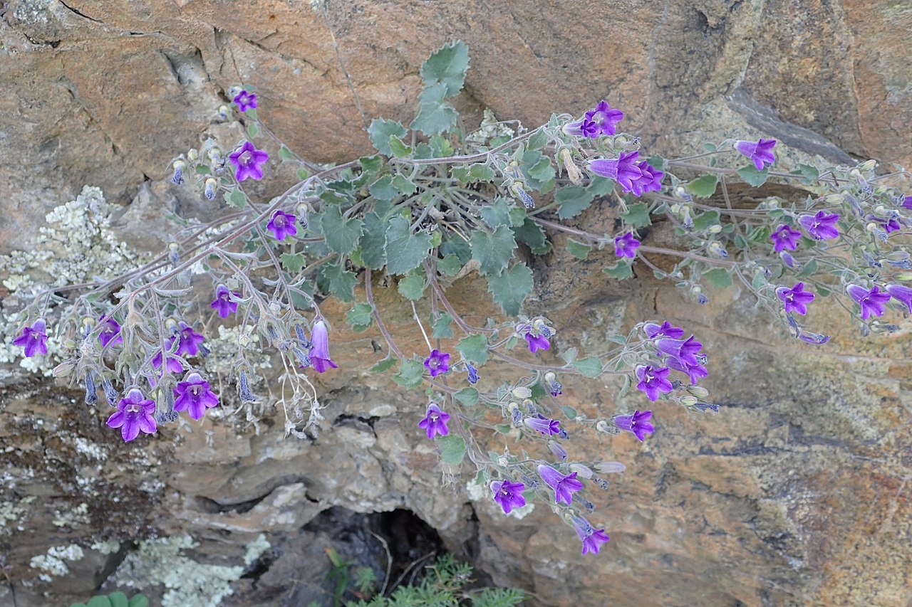 Campanula bayerniana