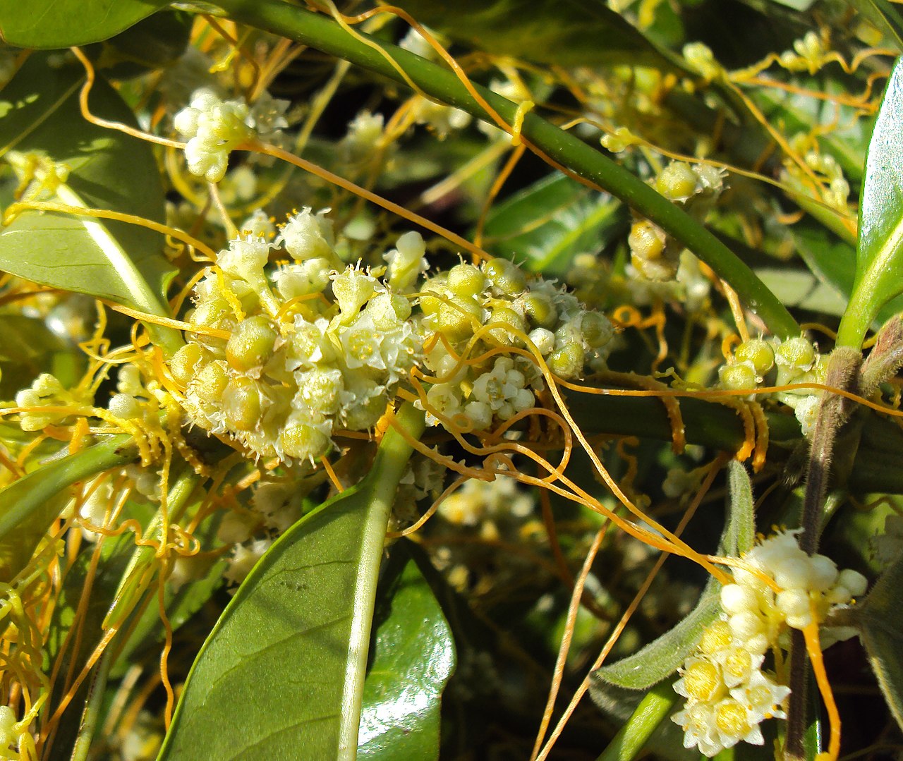 Cuscuta chinensis