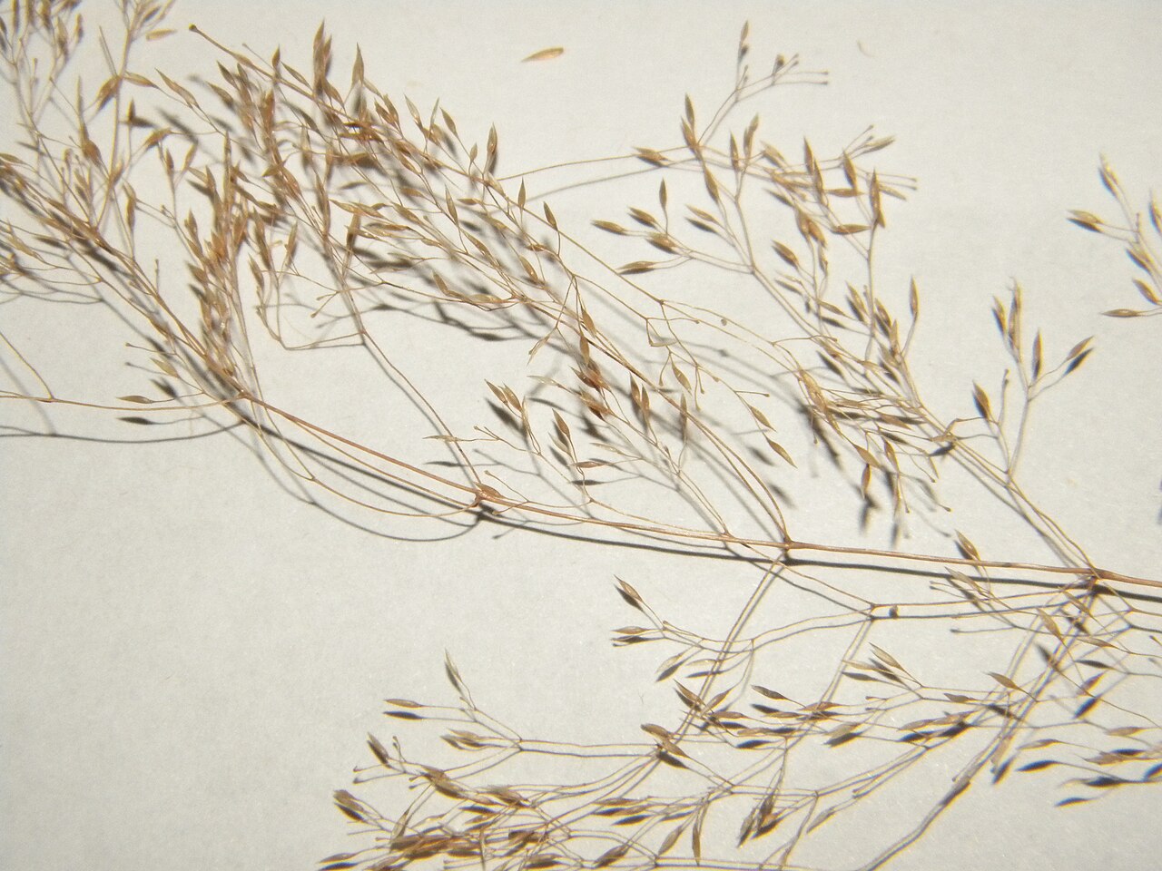 Agrostis murbeckii