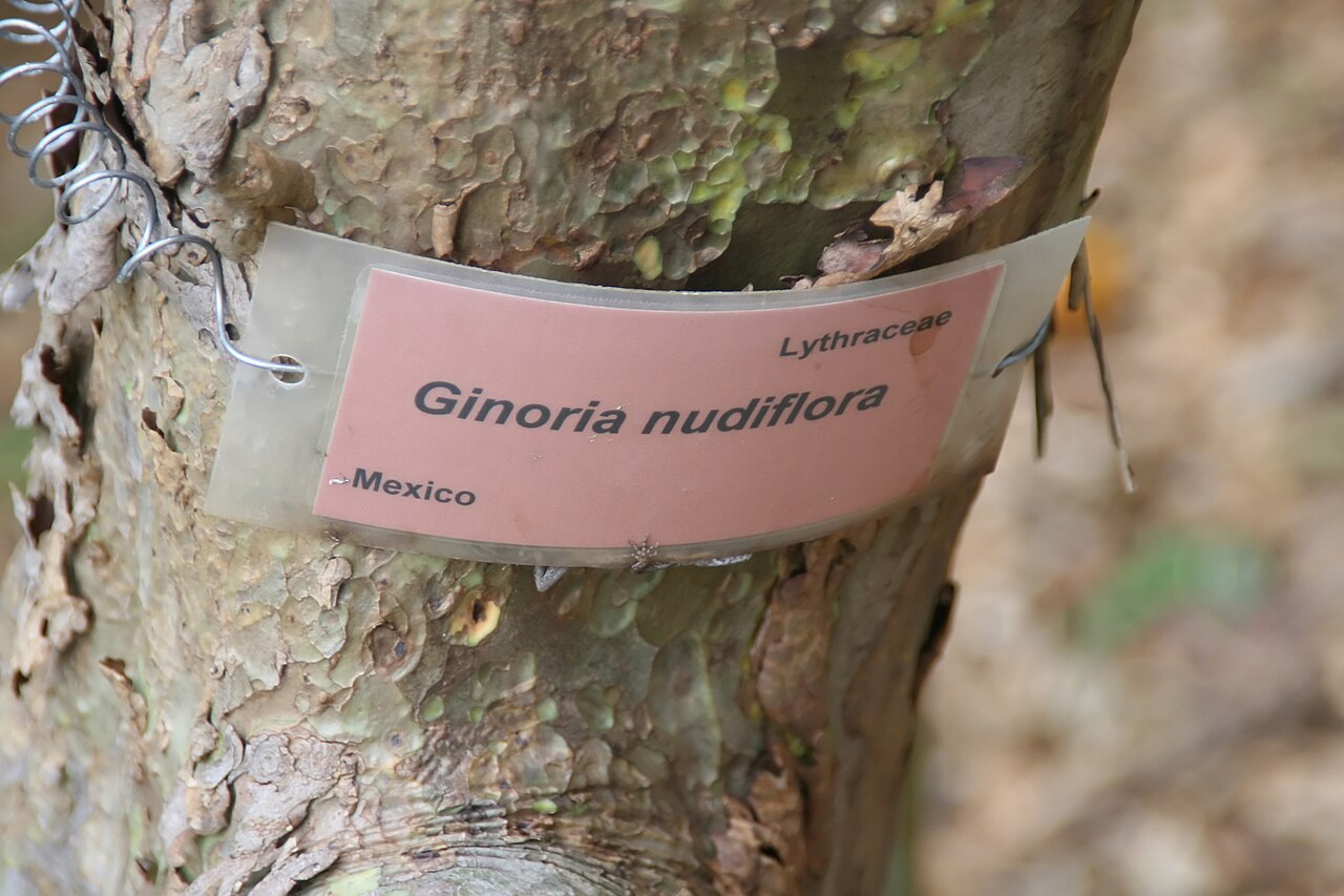 Ginoria nudiflora