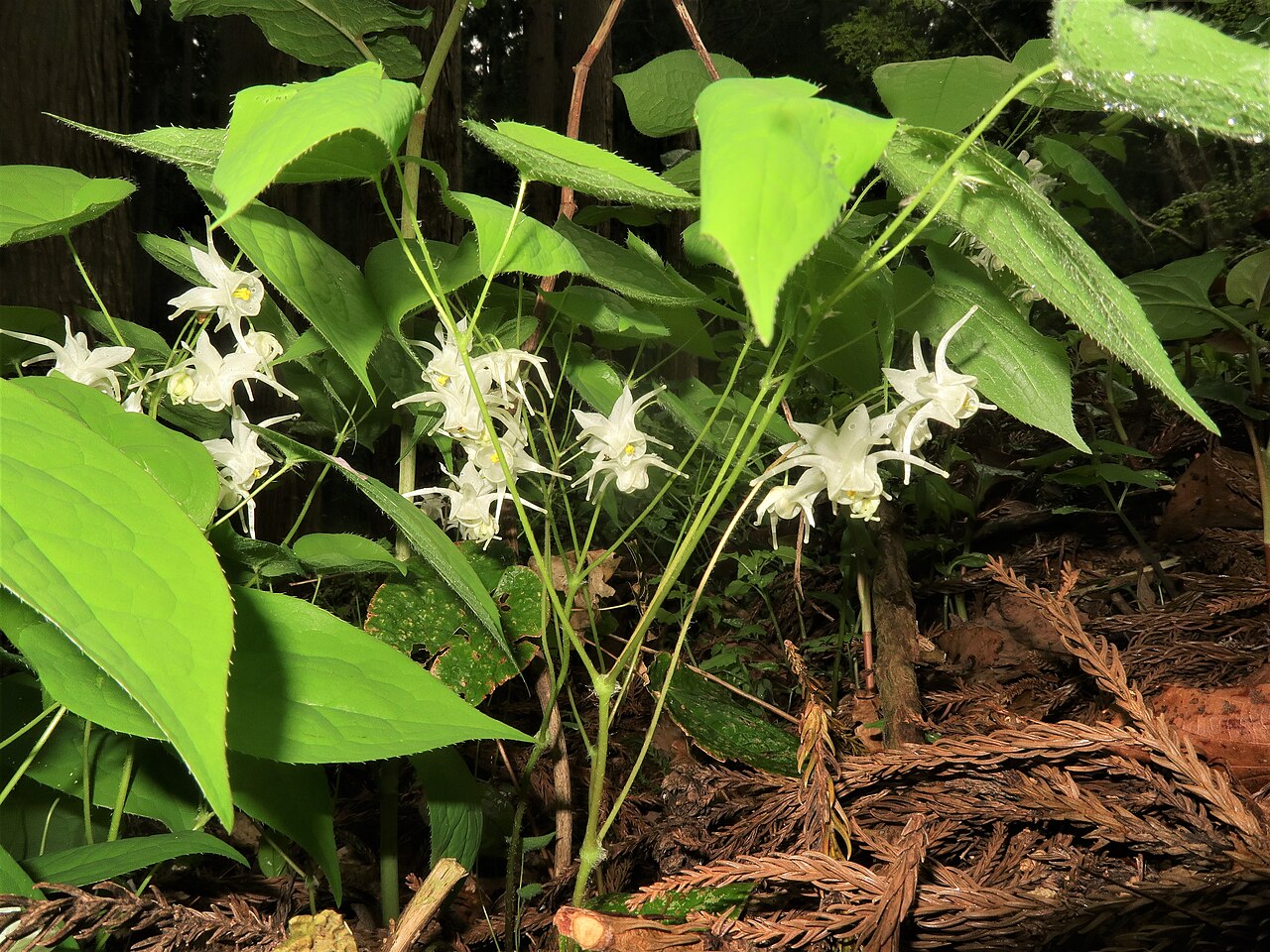 Epimedium sempervirens