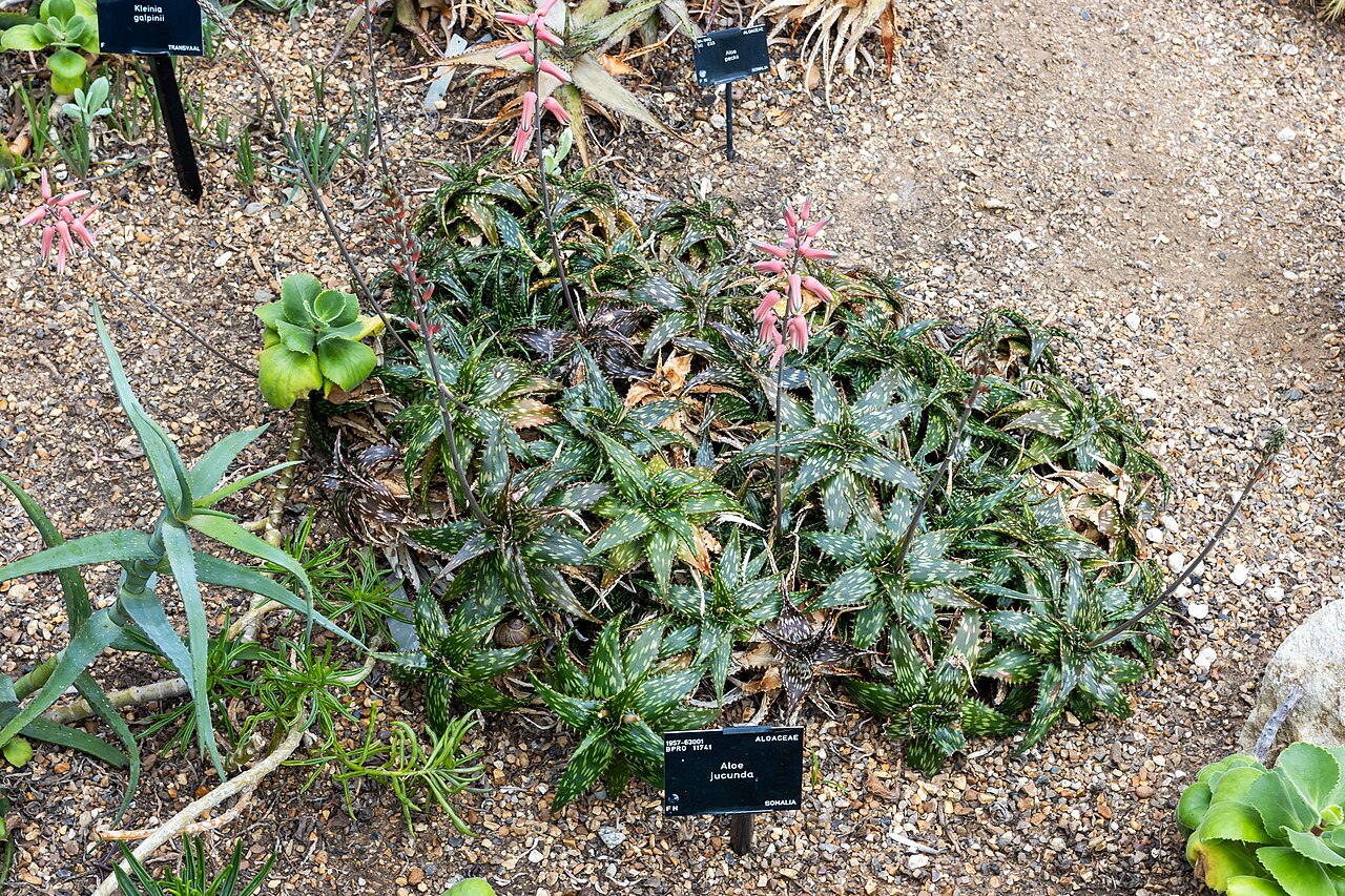 Aloe jucunda