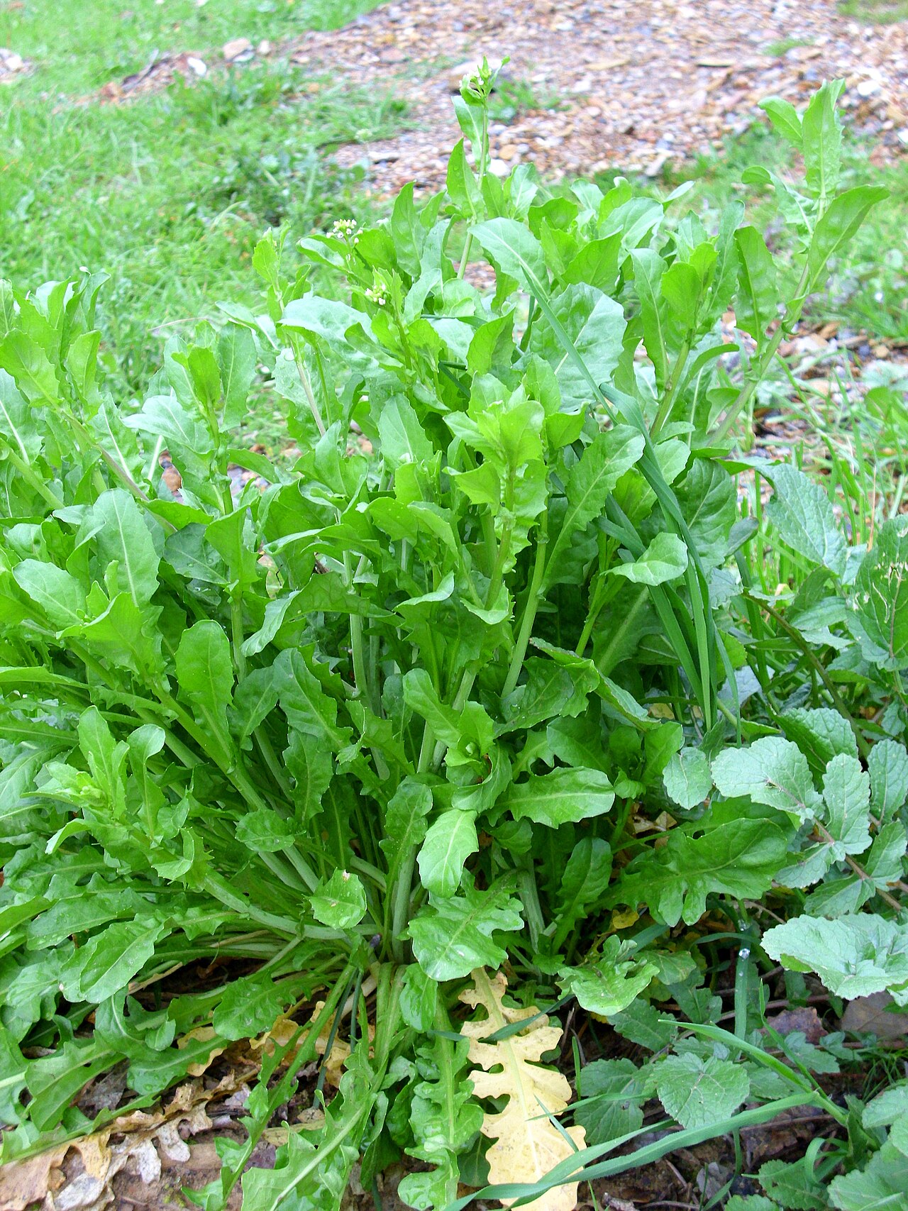 Lepidium heterophyllum