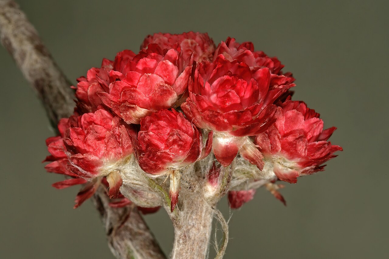 Helichrysum felinum