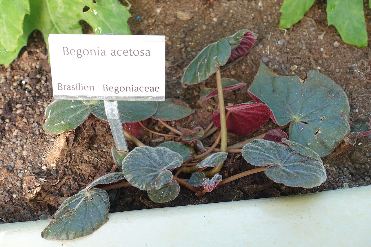 Begonia acetosa