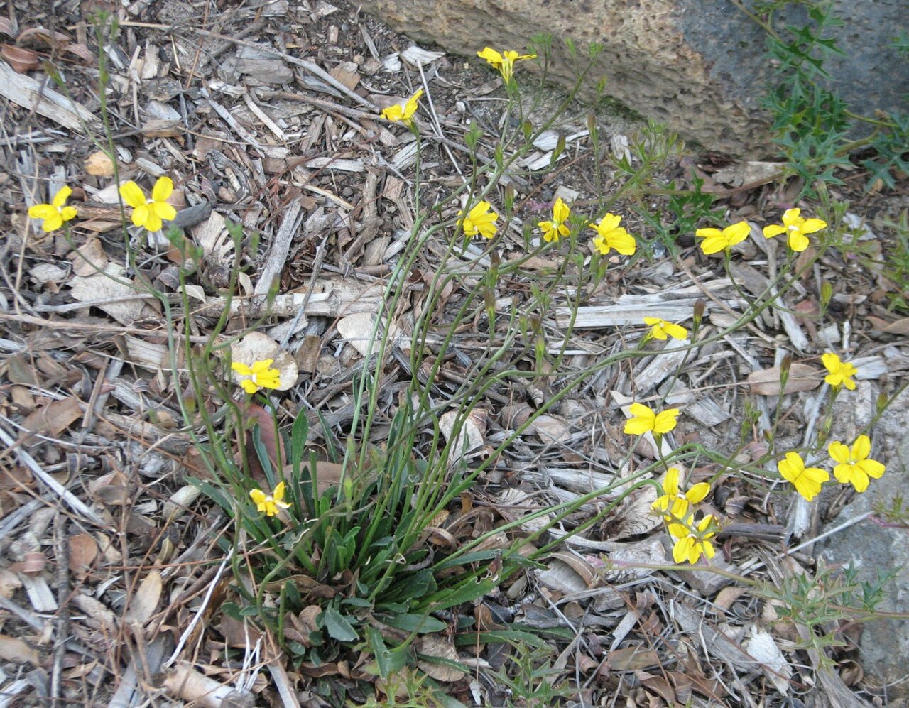 Grampians goodenia