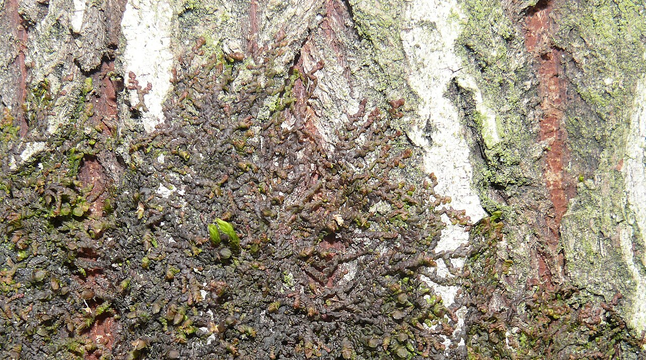 Frullania fragilifolia