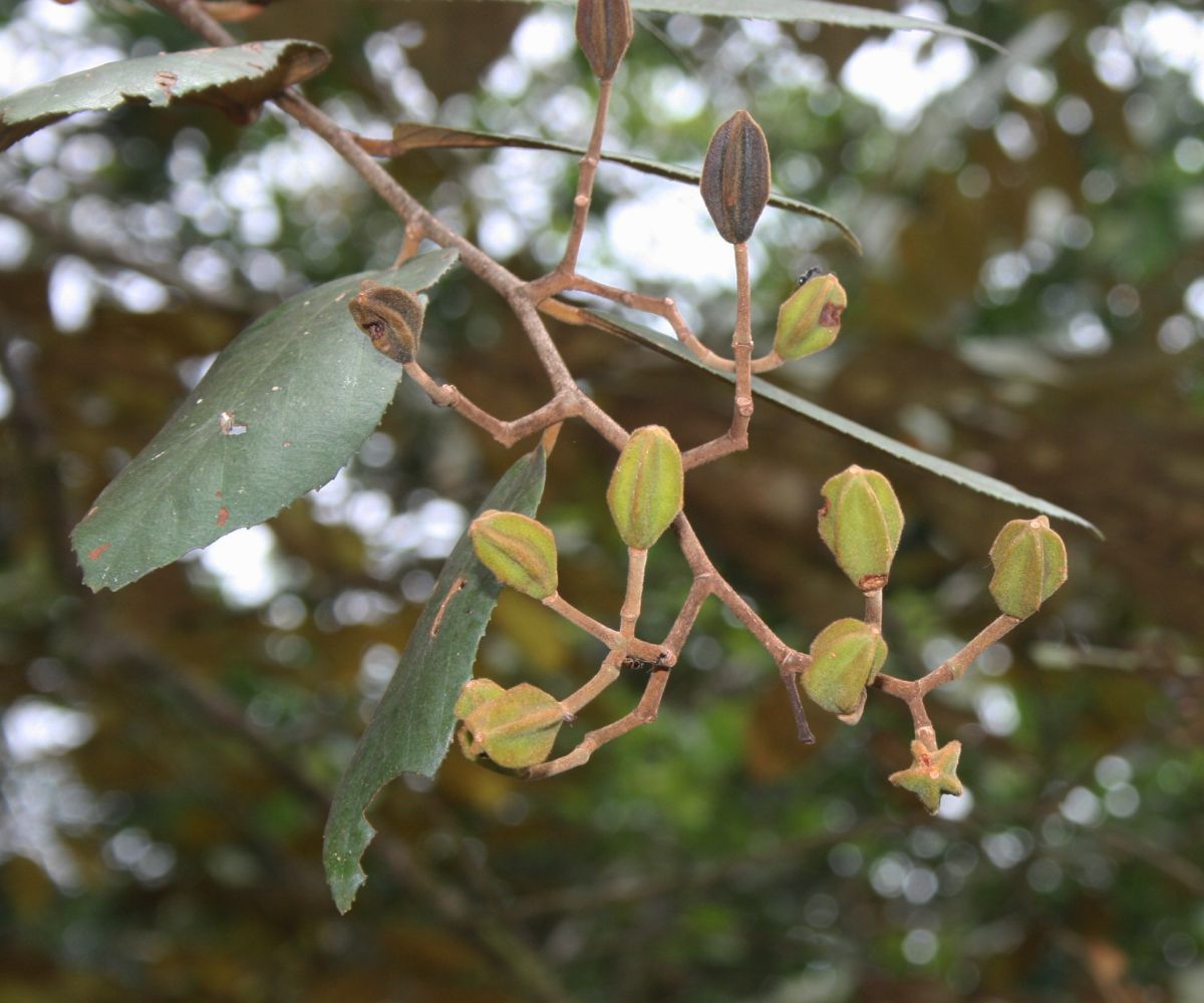 Luehea seemannii