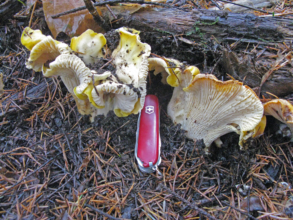 Cantharellus cascadensis