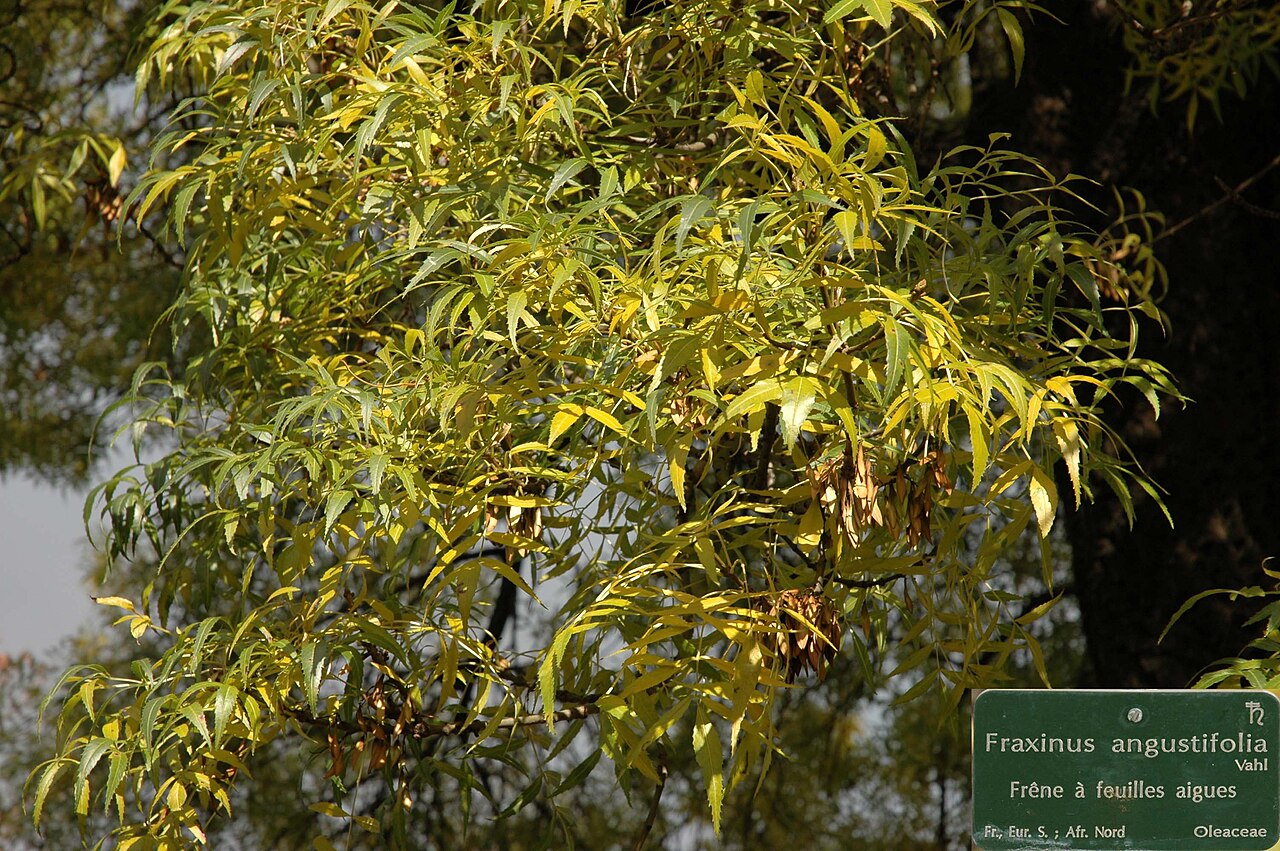 Fraxinus syriaca