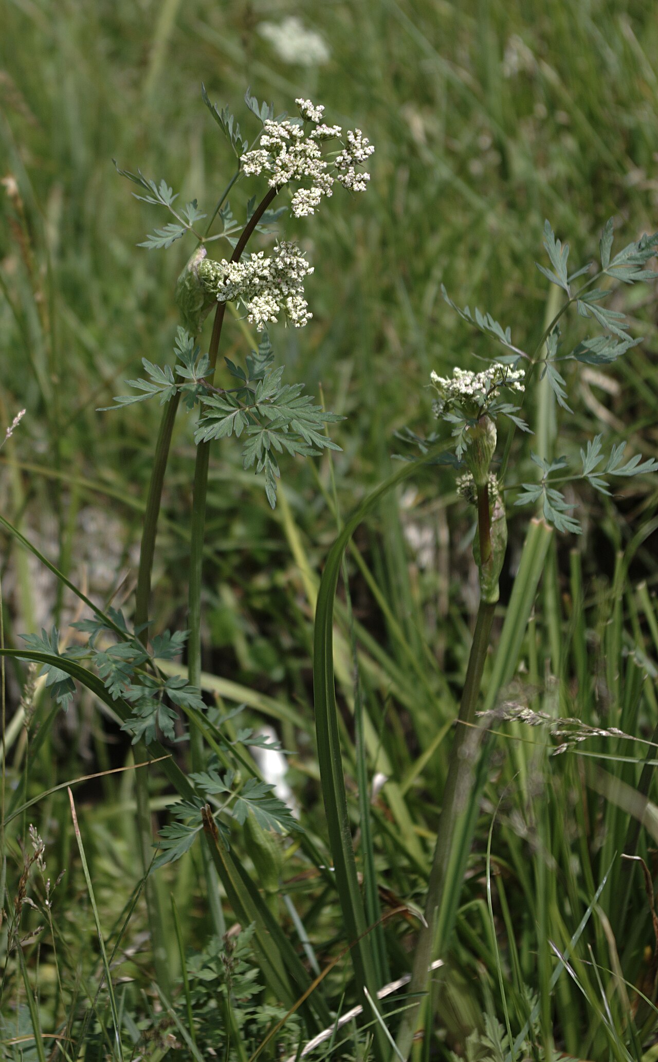 Conioselinum scopulorum