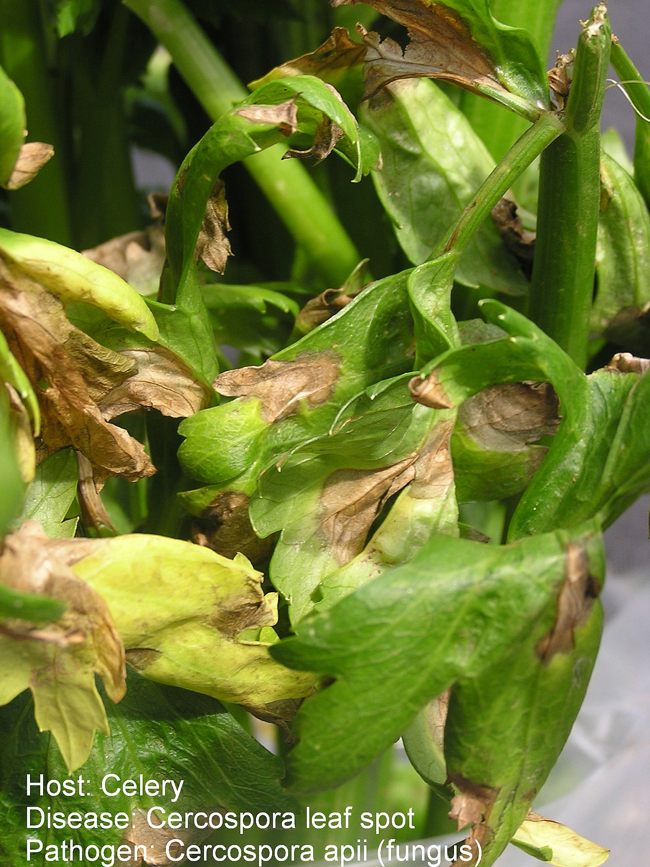 Cercospora apii