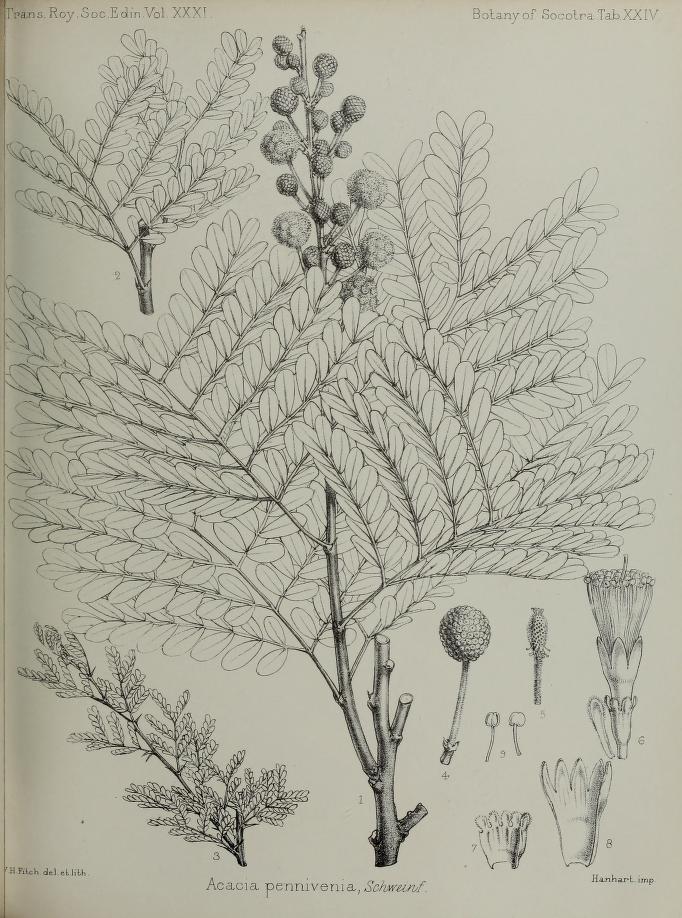 Vachellia pennivenia