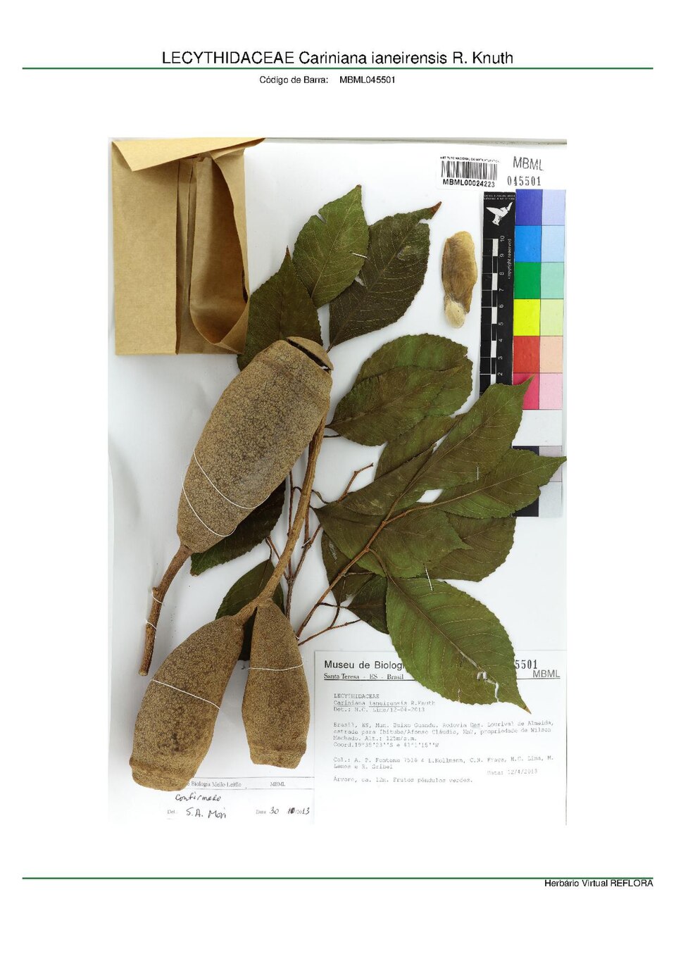 Cariniana ianeirensis