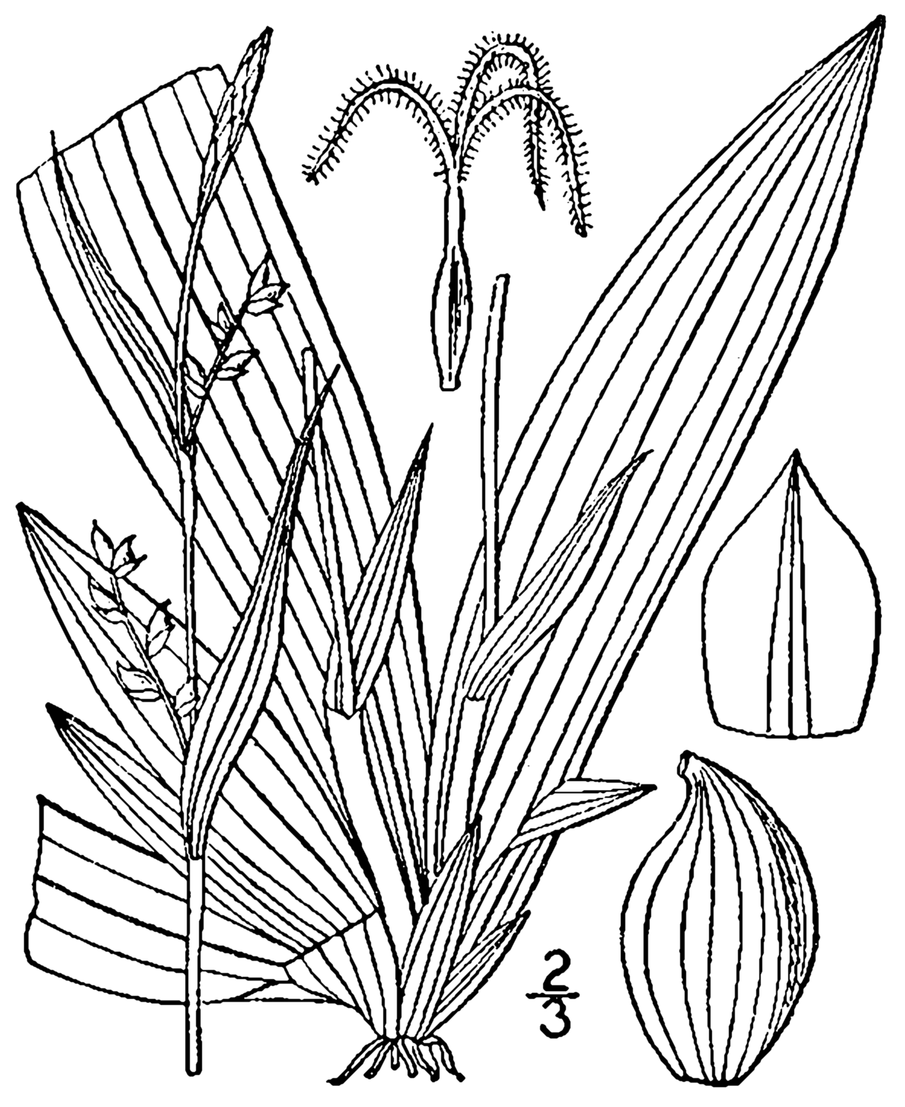 Carex platyphylla