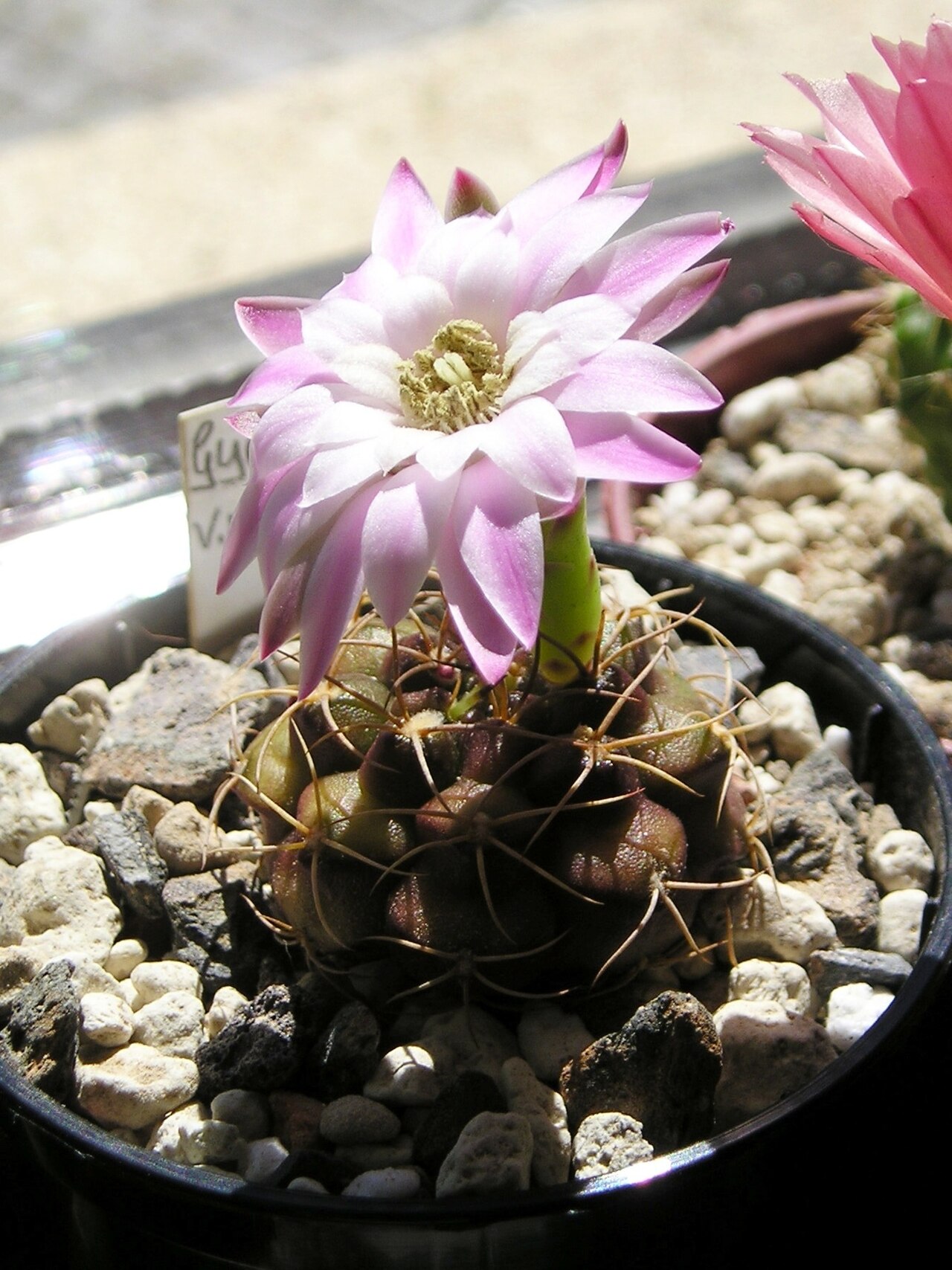 Gymnocalycium anisitsii