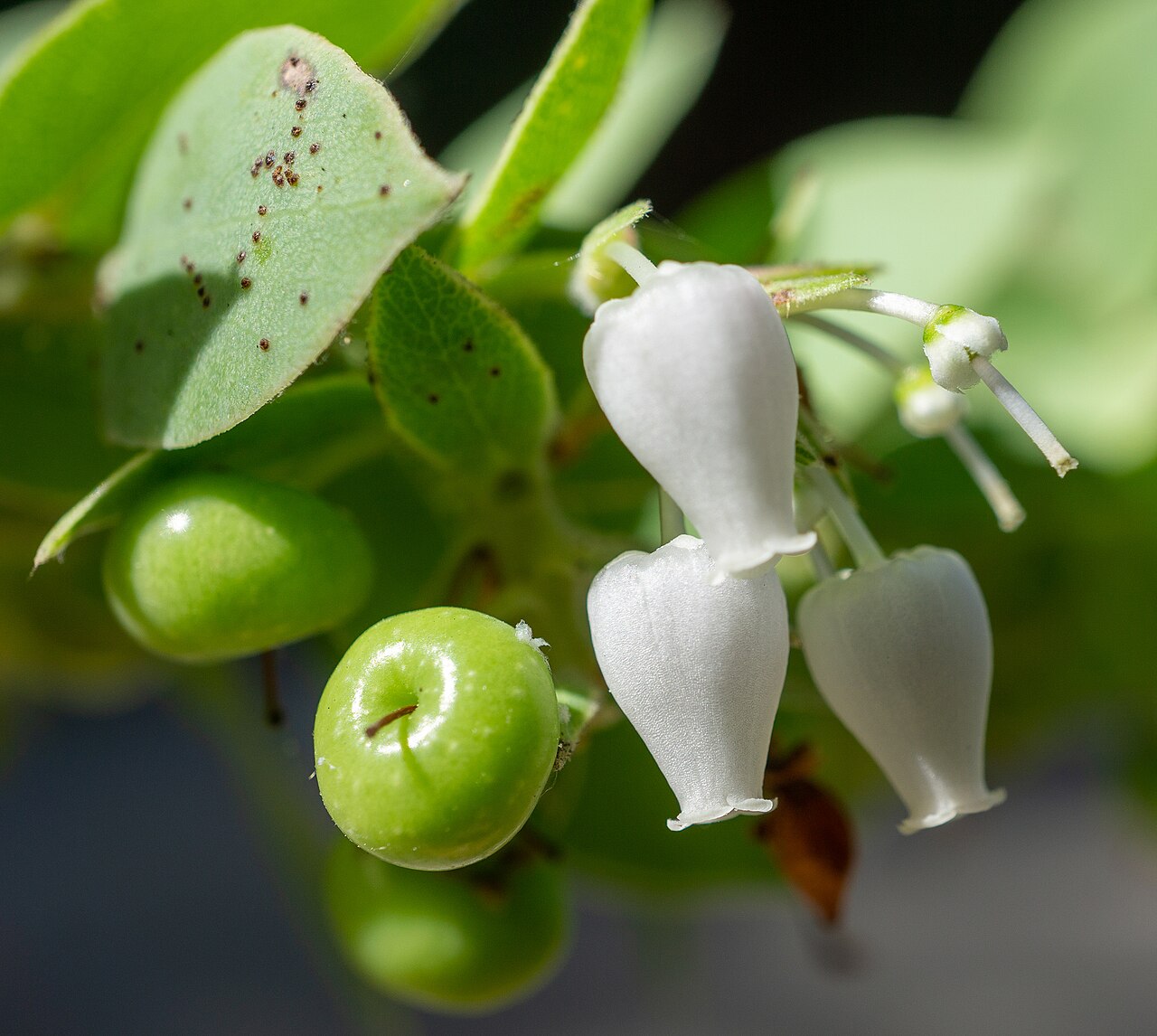 Arctostaphylos pechoensis