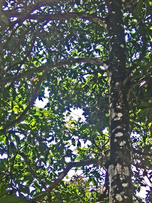 Mangifera foetida
