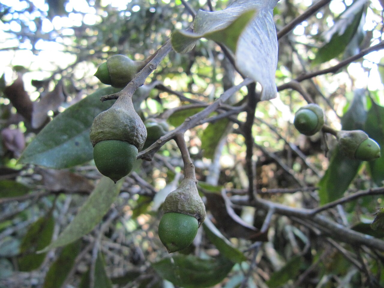 Aniba perutilis