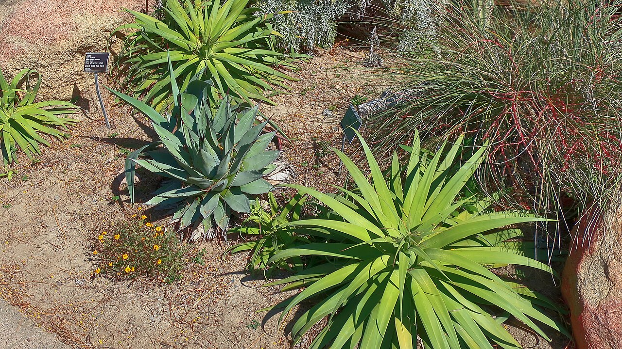 Agave hookeri