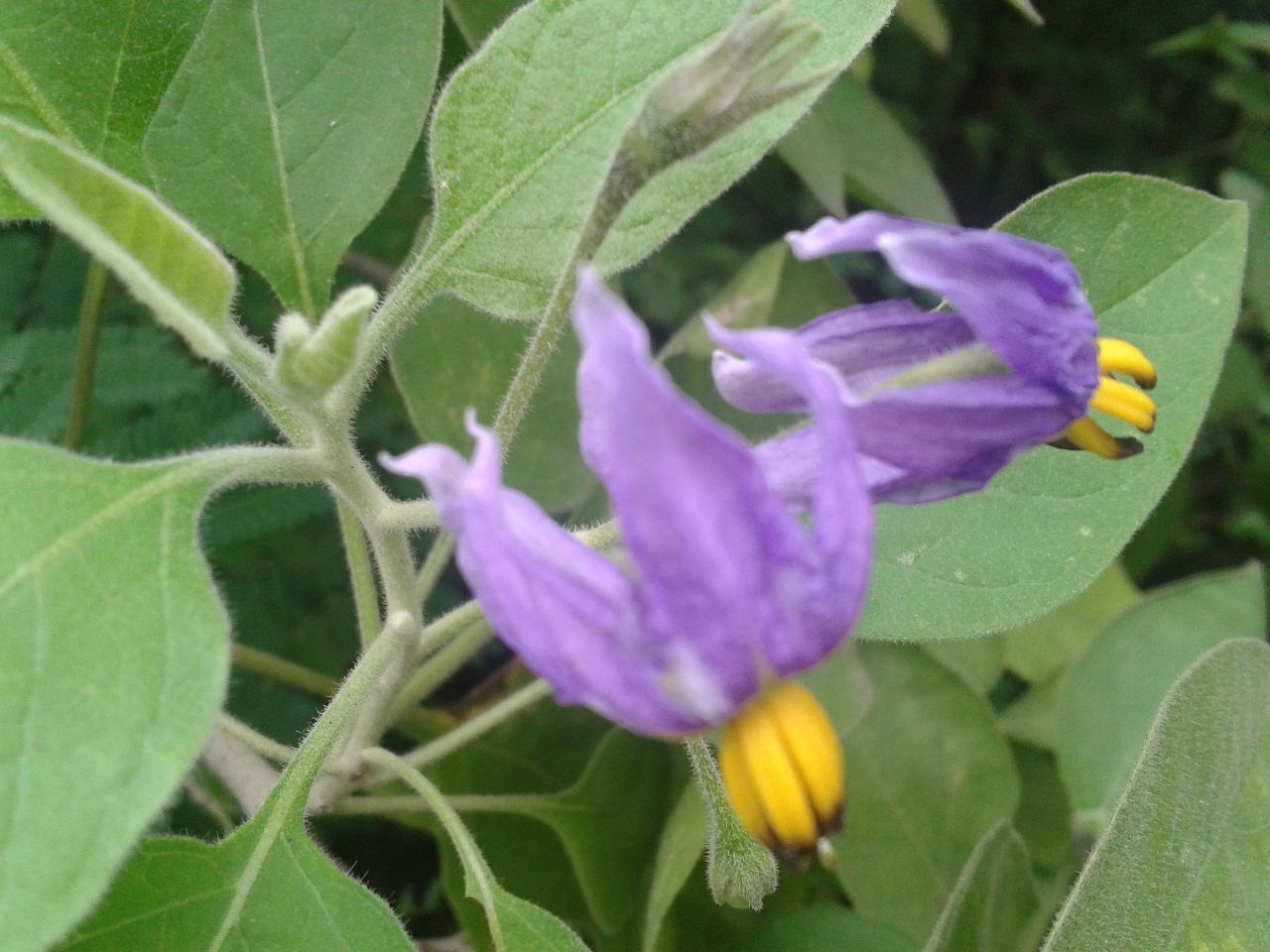 Solanum erianthum