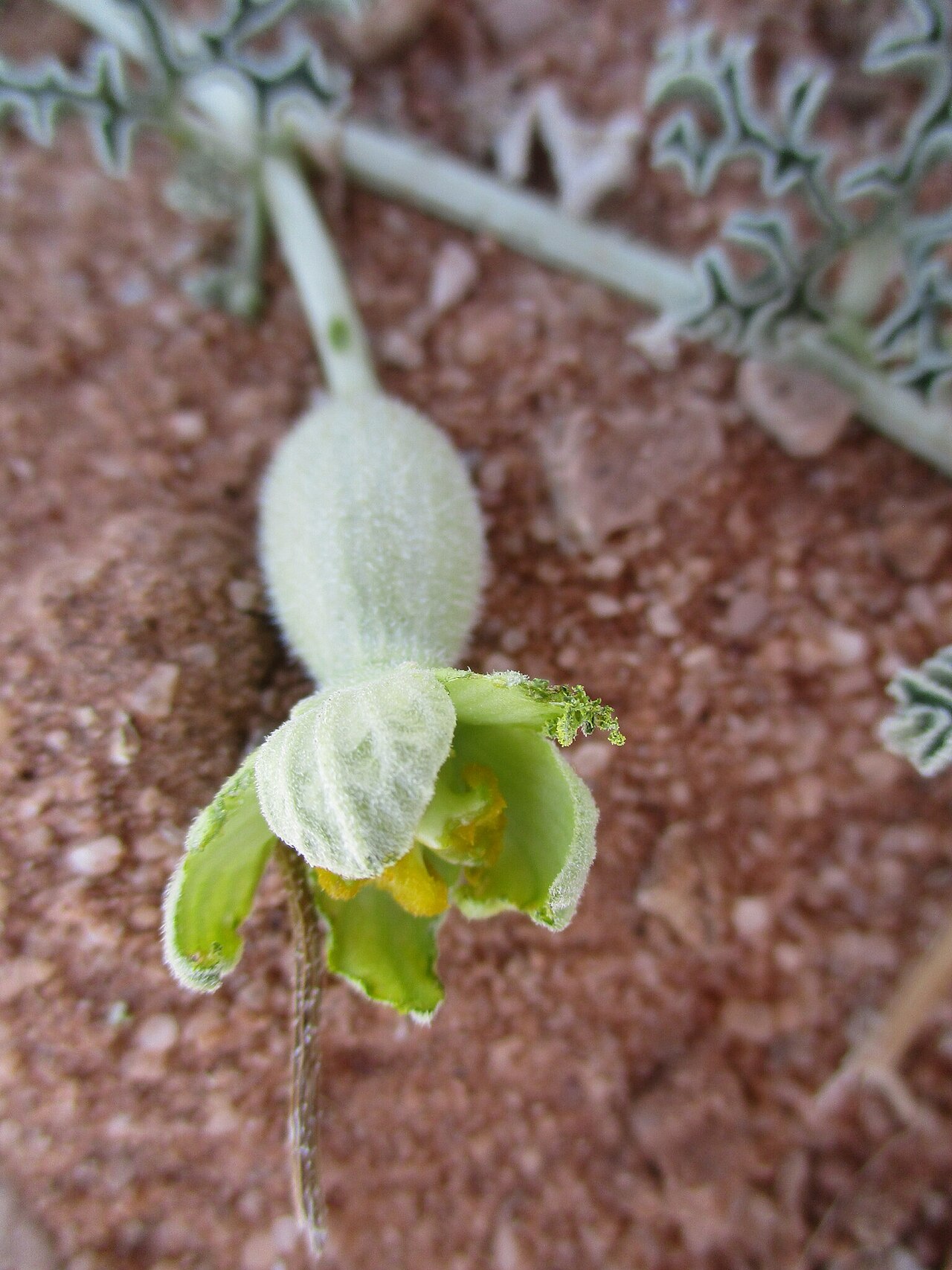 Namib tsamma