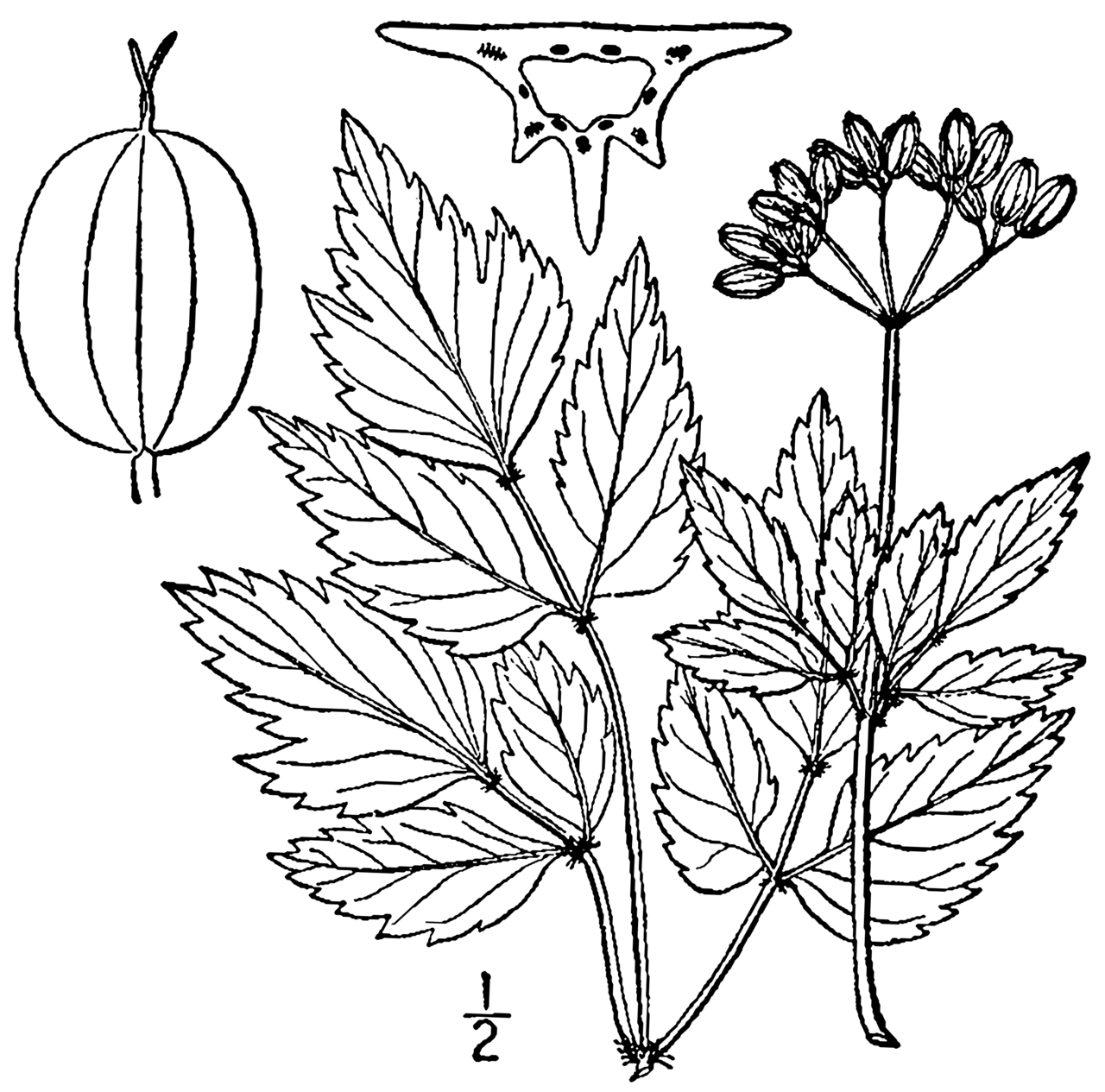 Thaspium barbinode