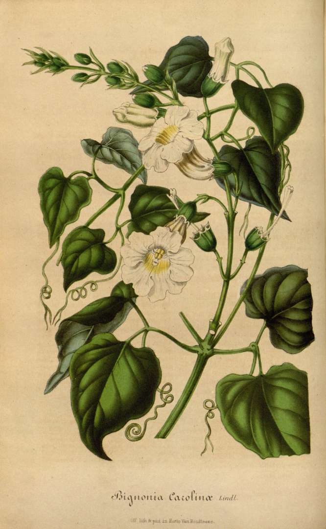 Amphilophium carolinae