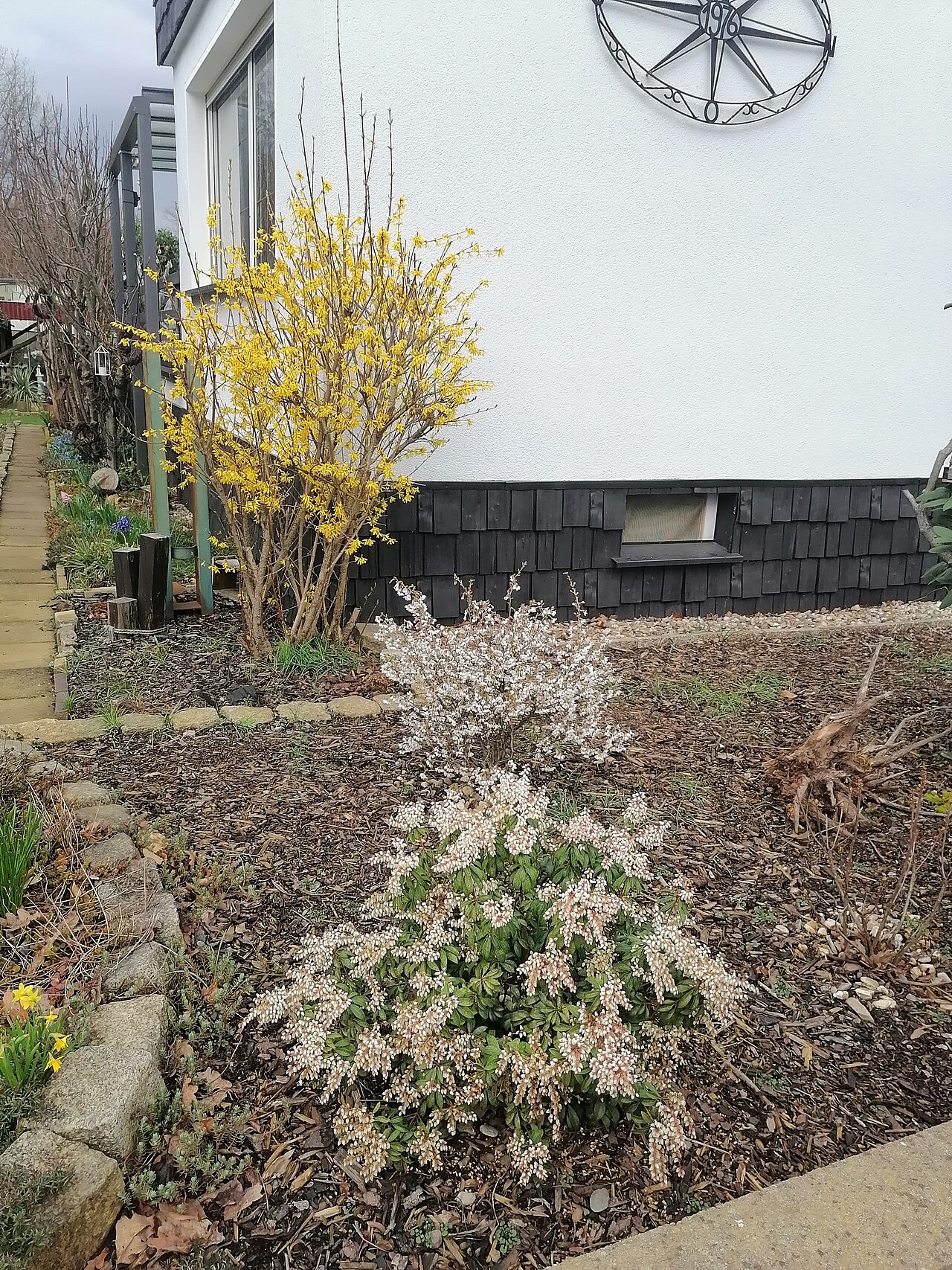 Forsythia japonica