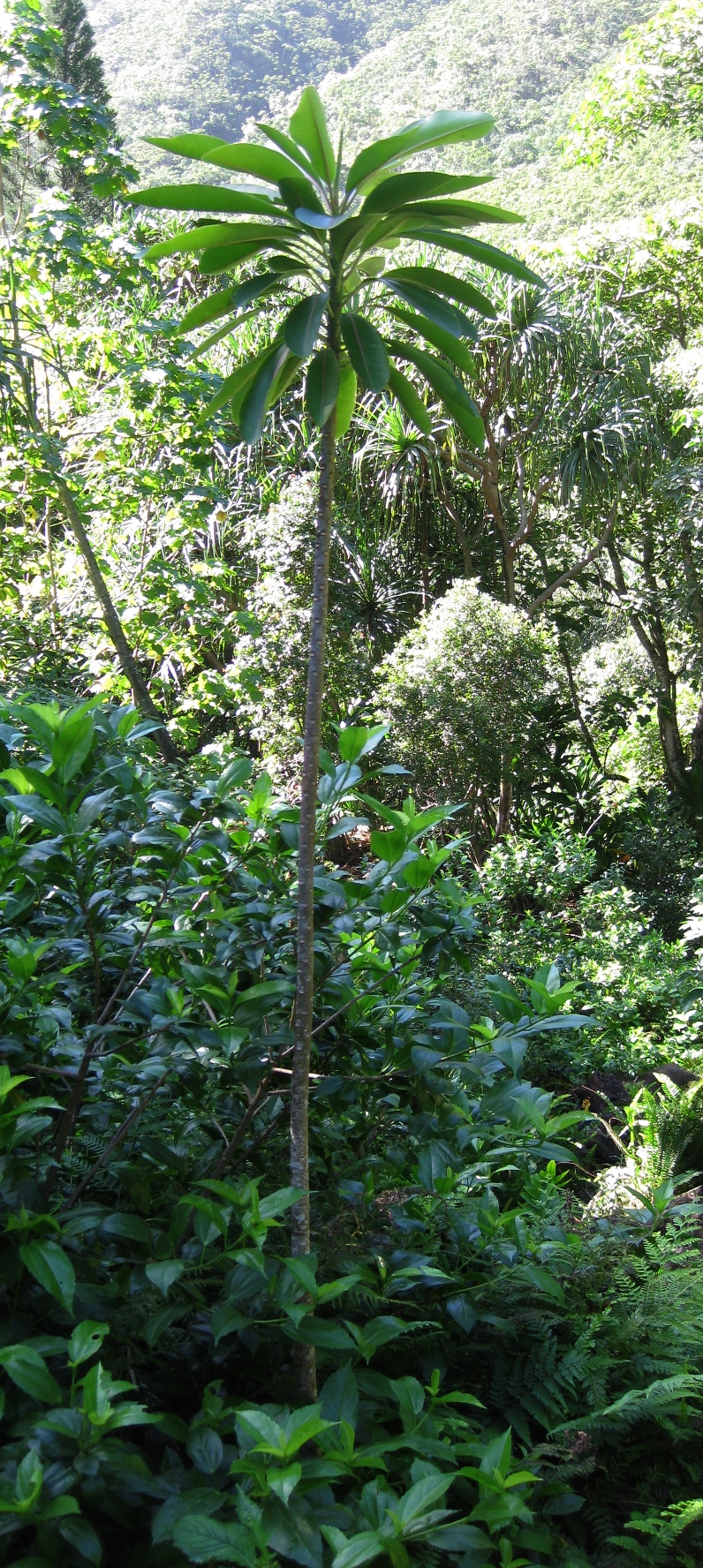 Euphorbia haeleeleana