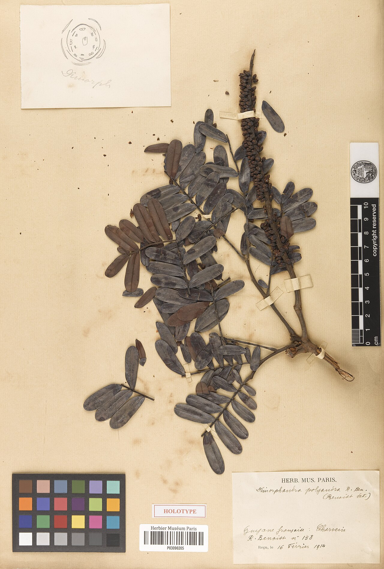Dimorphandra polyandra