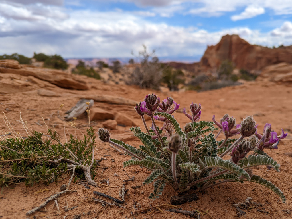 Astragalus mollissimus